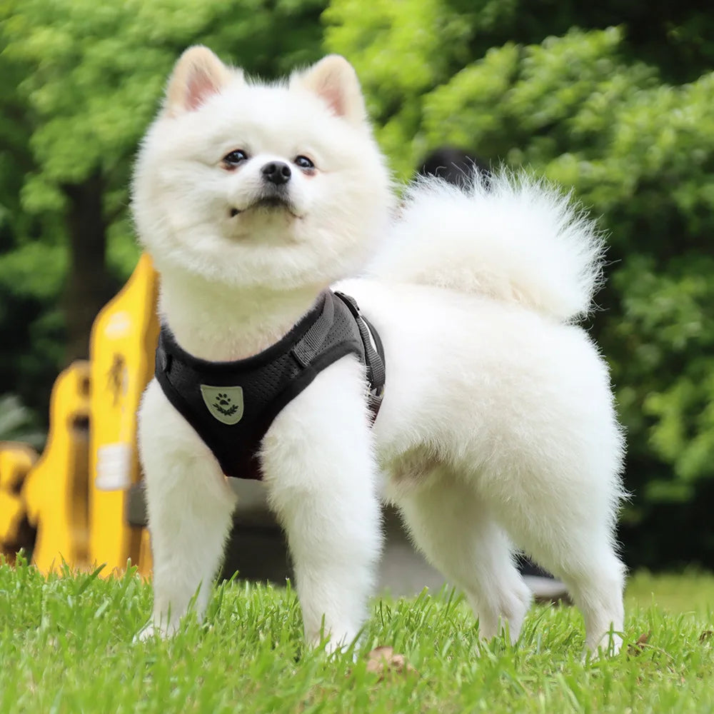 CDDMPET Dog Harness and Leash Set Outdoor Training Walking Harnesses Safety Sport Puppy Vest Pet Harness For Small Dogs Cats