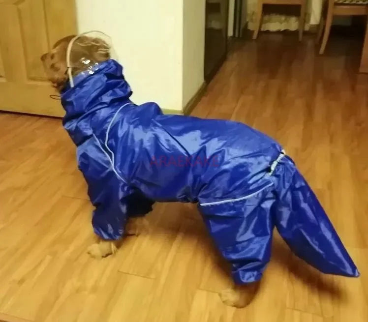 Pet dog, big dog, medium to large dog, golden haired Samoyed, Alaska, all inclusive raincoat, hooded bag, tail rain gear